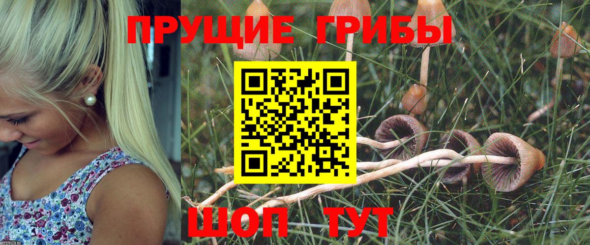 Псилоцибиновые грибы Cubensis  Вход с VPN  Ногинск  дарнет шоп  Псилоцибиновые грибы мицелий 